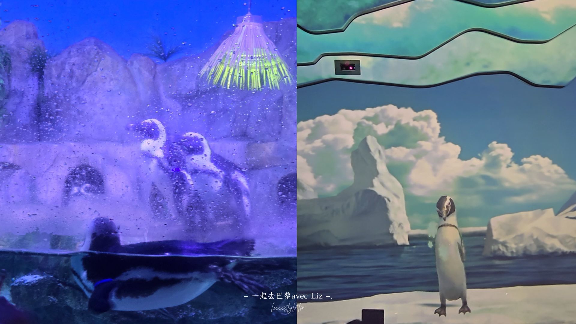【2026釜山Sea Life水族館】持釜山pass7折+表演秀時間+交通、停留時間全攻略! - 第12張圖 【2026釜山Sea Life水族館】持釜山pass7折+表演秀時間+交通、停留時間全攻略!