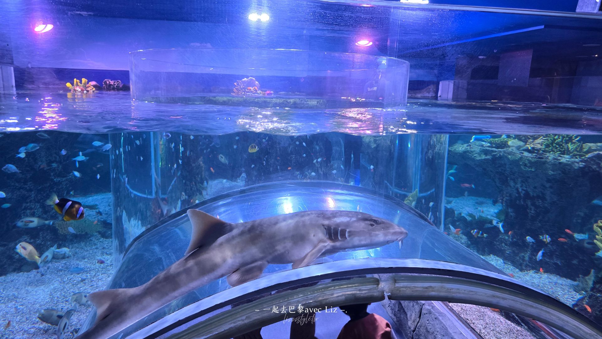 【2026釜山Sea Life水族館】持釜山pass7折+表演秀時間+交通、停留時間全攻略! - 第14張圖 【2026釜山Sea Life水族館】持釜山pass7折+表演秀時間+交通、停留時間全攻略!