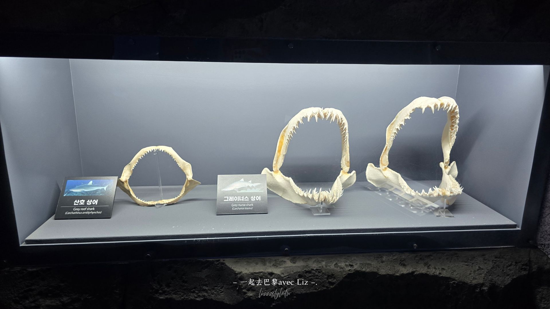 【2026釜山Sea Life水族館】持釜山pass7折+表演秀時間+交通、停留時間全攻略! - 第15張圖 【2026釜山Sea Life水族館】持釜山pass7折+表演秀時間+交通、停留時間全攻略!