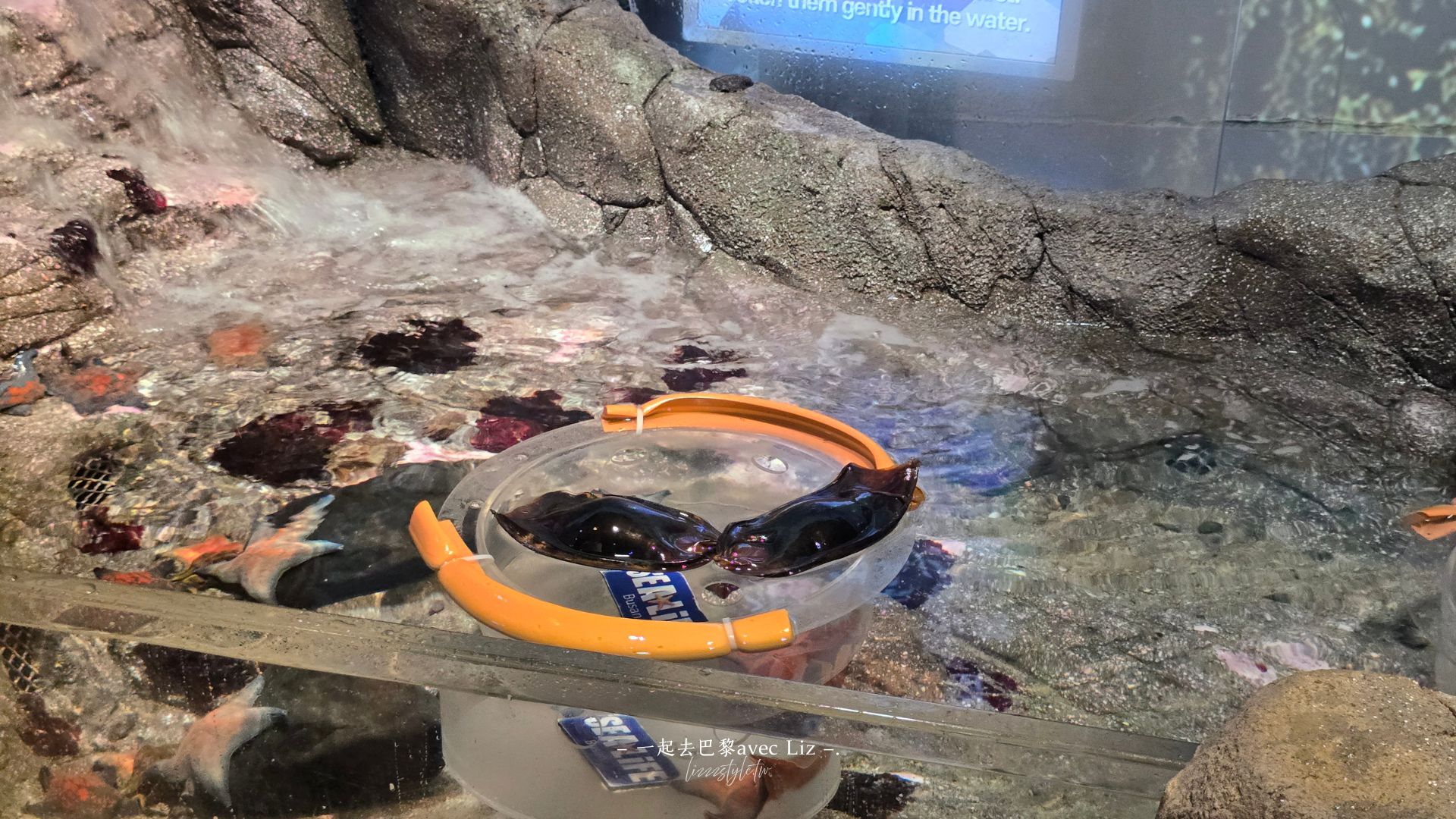 【2026釜山Sea Life水族館】持釜山pass7折+表演秀時間+交通、停留時間全攻略! - 第18張圖 【2026釜山Sea Life水族館】持釜山pass7折+表演秀時間+交通、停留時間全攻略!