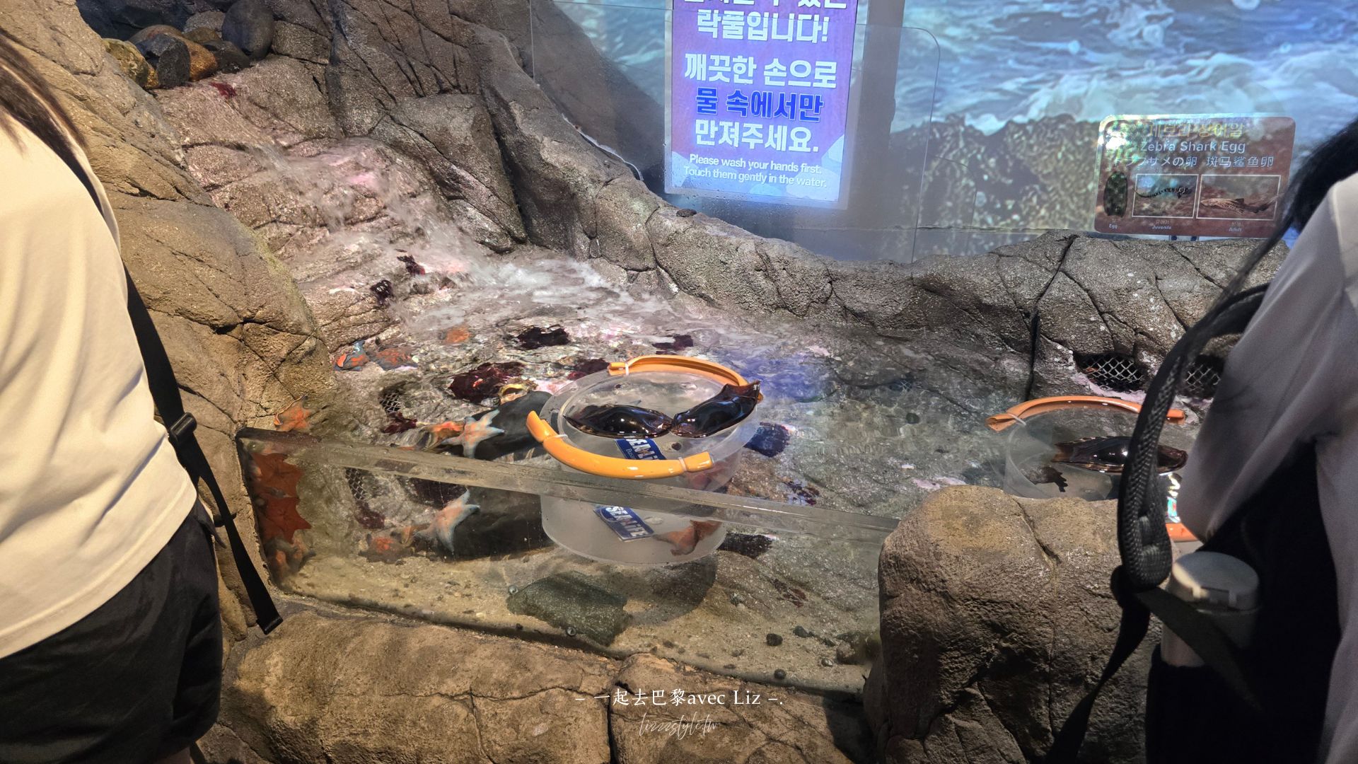 【2026釜山Sea Life水族館】持釜山pass7折+表演秀時間+交通、停留時間全攻略! - 第19張圖 【2026釜山Sea Life水族館】持釜山pass7折+表演秀時間+交通、停留時間全攻略!