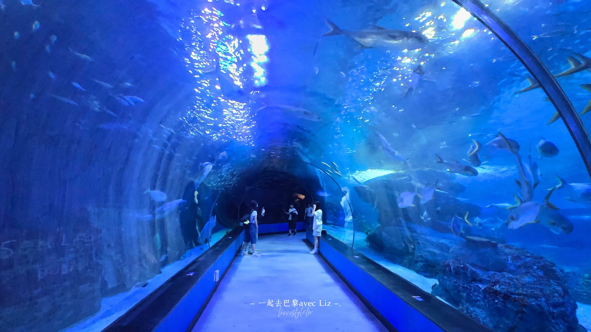 【2026釜山Sea Life水族館】持釜山pass7折+表演秀時間+交通、停留時間全攻略! - 第29張圖 【2026釜山Sea Life水族館】持釜山pass7折+表演秀時間+交通、停留時間全攻略!