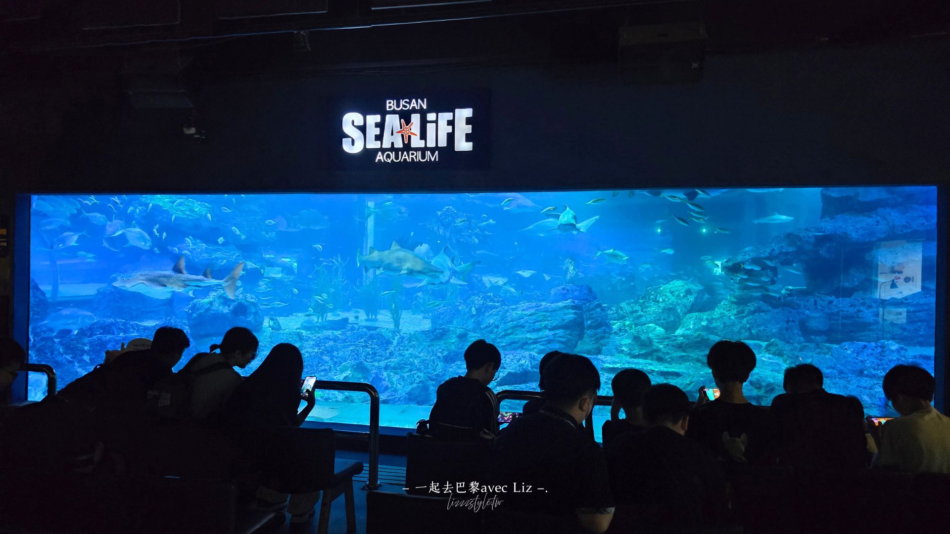 【2026釜山Sea Life水族館】持釜山pass7折+表演秀時間+交通、停留時間全攻略! - 第7張圖 【2026釜山Sea Life水族館】持釜山pass7折+表演秀時間+交通、停留時間全攻略!