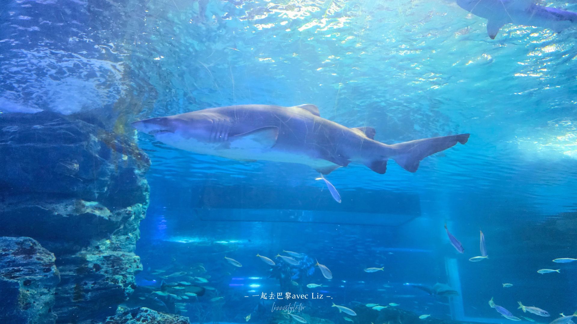 【2026釜山Sea Life水族館】持釜山pass7折+表演秀時間+交通、停留時間全攻略! - 第8張圖 【2026釜山Sea Life水族館】持釜山pass7折+表演秀時間+交通、停留時間全攻略!