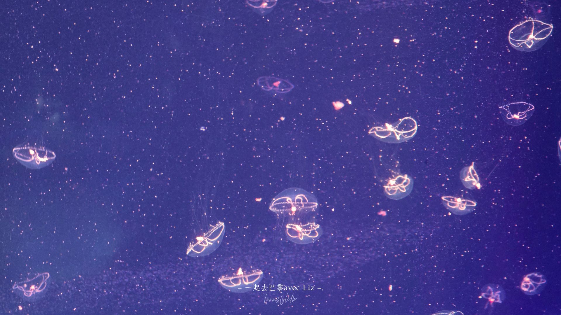 【2026釜山Sea Life水族館】持釜山pass7折+表演秀時間+交通、停留時間全攻略! - 第23張圖 【2026釜山Sea Life水族館】持釜山pass7折+表演秀時間+交通、停留時間全攻略!