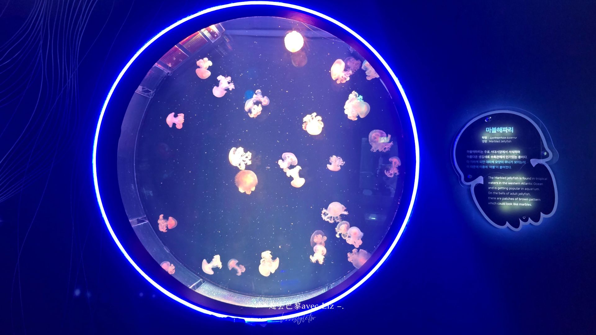 【2026釜山Sea Life水族館】持釜山pass7折+表演秀時間+交通、停留時間全攻略! - 第24張圖 【2026釜山Sea Life水族館】持釜山pass7折+表演秀時間+交通、停留時間全攻略!