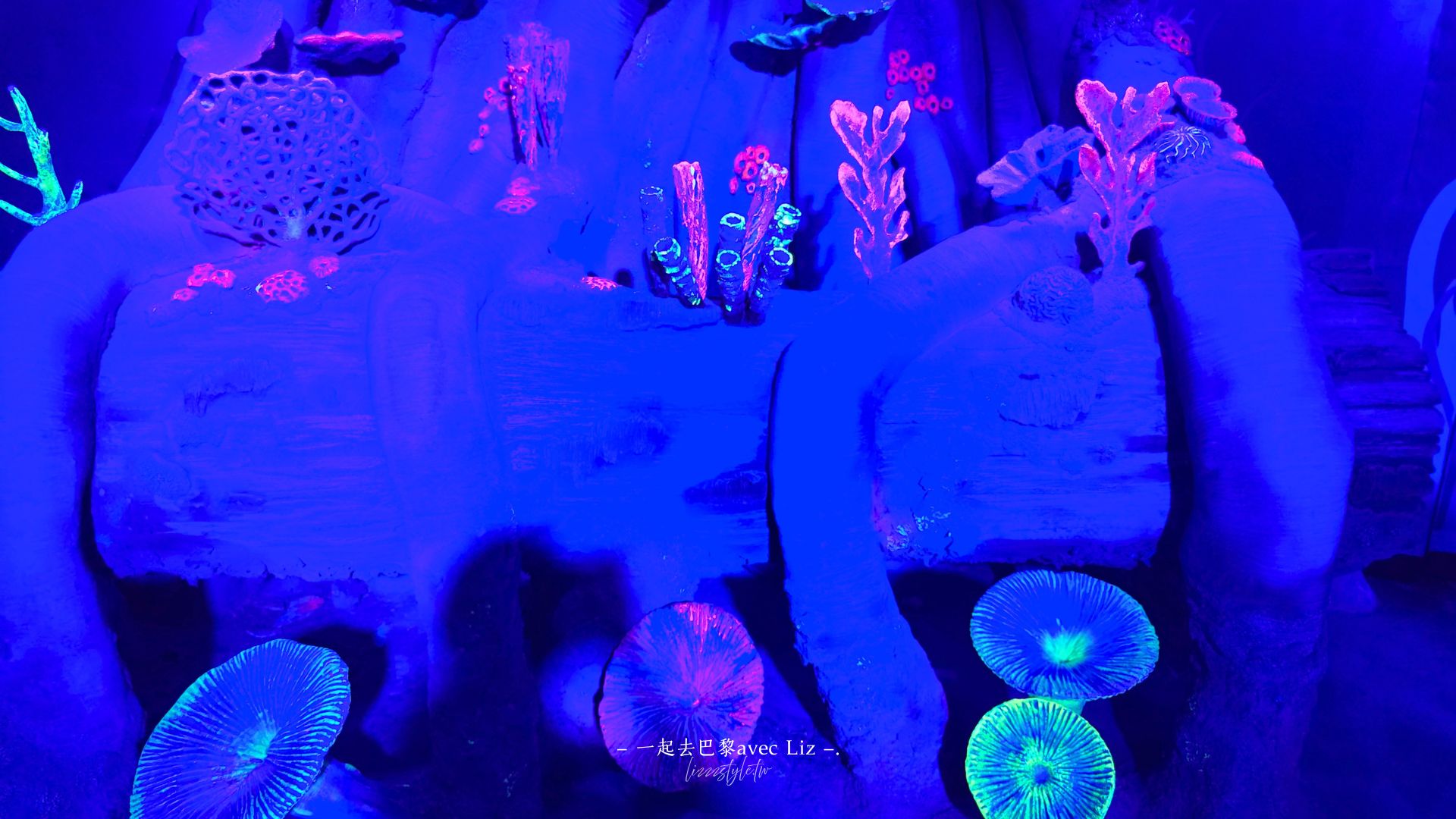 【2026釜山Sea Life水族館】持釜山pass7折+表演秀時間+交通、停留時間全攻略! - 第25張圖 【2026釜山Sea Life水族館】持釜山pass7折+表演秀時間+交通、停留時間全攻略!