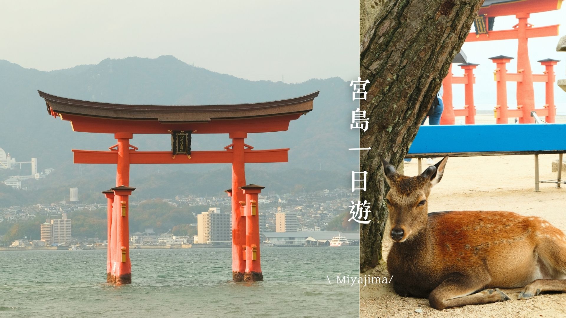 【2026宮島一日遊行程】景點地圖+廣島出發交通+8家美食心得！